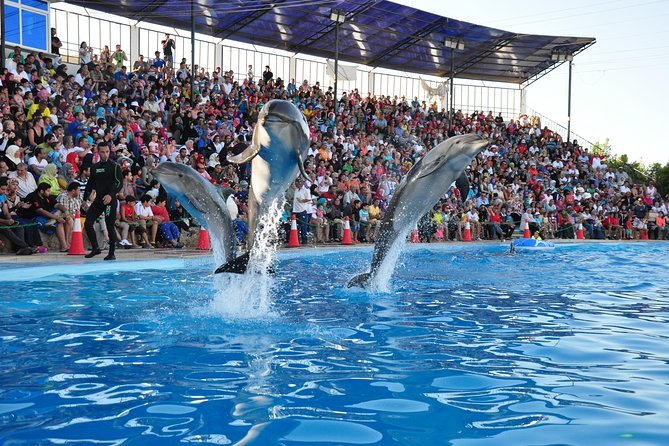 Dolphin Show